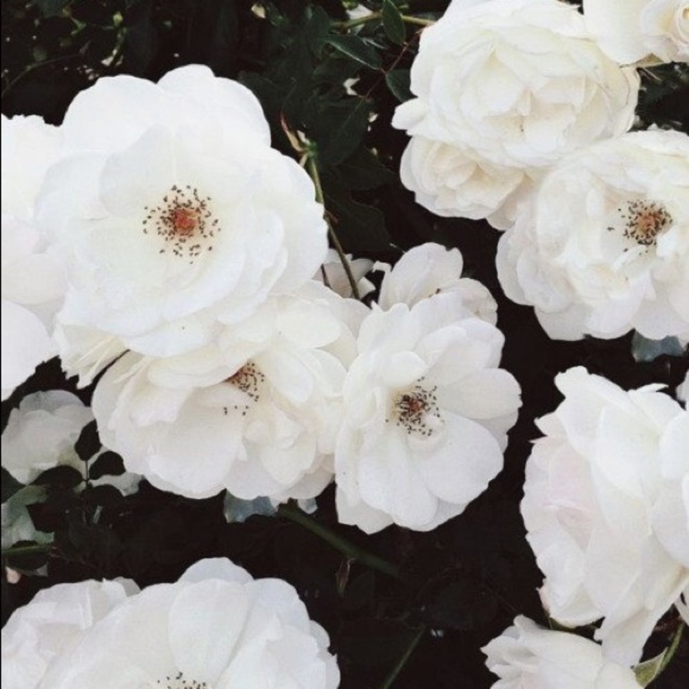 Meet your Posher, Samiha